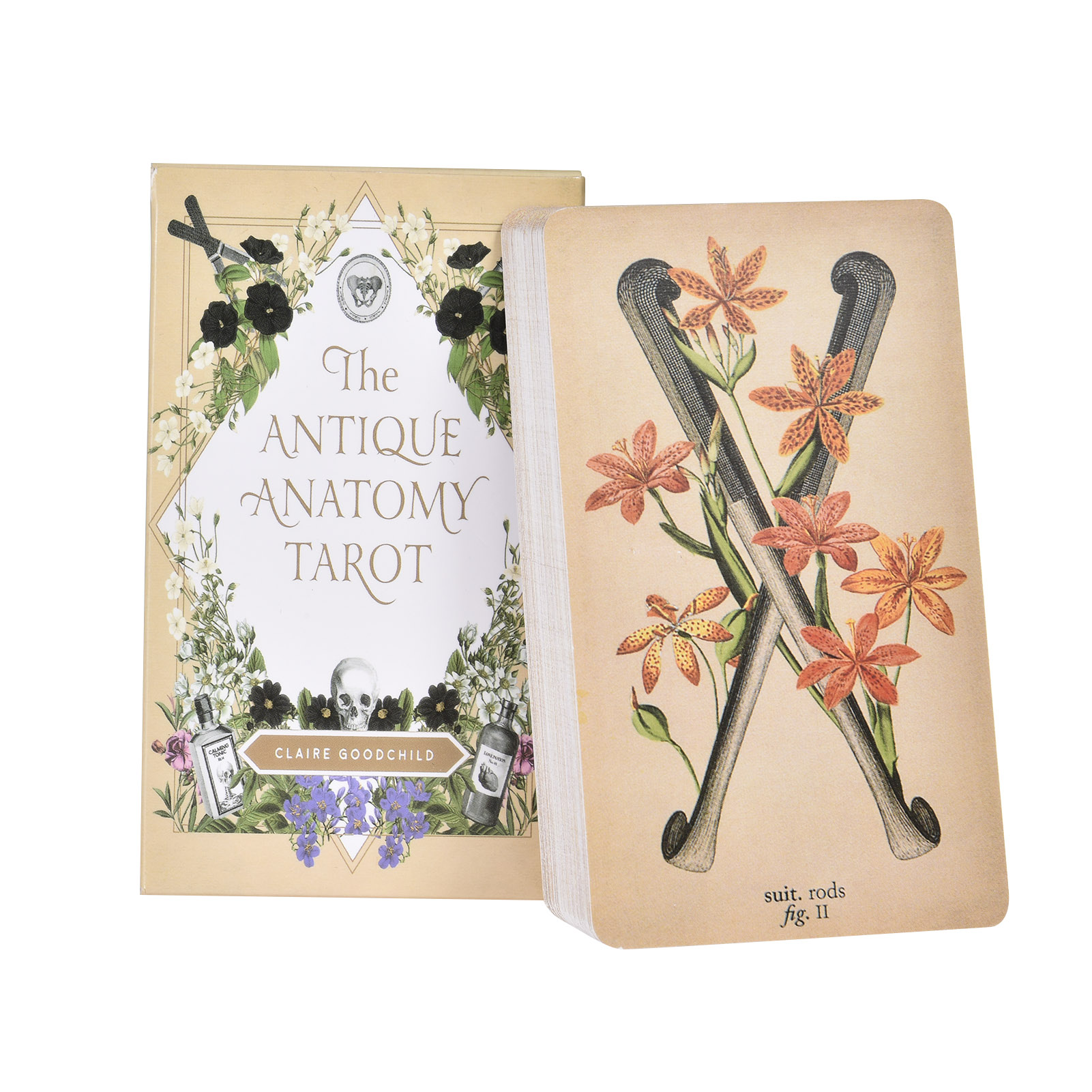 The Antique Anatomy Tarot Card - Board Game Oracle ulasan dan harga