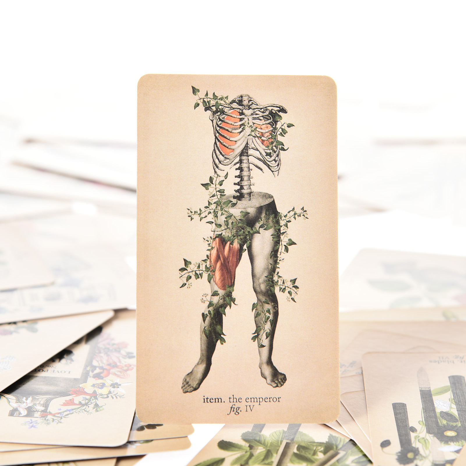 The Antique Anatomy Tarot Card - Board Game Oracle ulasan dan harga